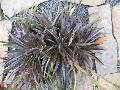 Big Black Dyckia Bromeliad / Dyckia 